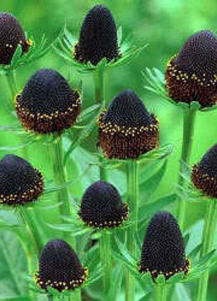 WESTERN CONEFLOWER Rudbeckia Occidentalis Green Wizard aka Rayless Naked Chocolate Black Flower Herb Seeds