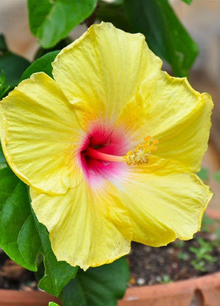 Rare Yellow Hibiscus Seeds "Yellow Rainbow"