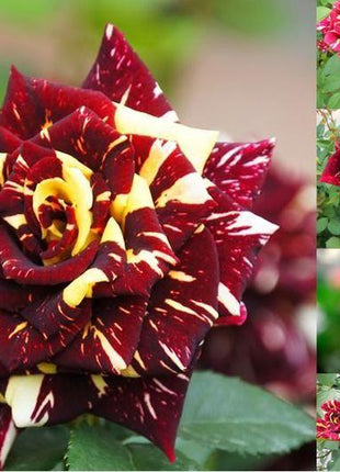 20 Pcs/bag Meteor shower rose