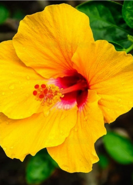Rare Yellow Hibiscus Seeds "Yellow Rainbow"