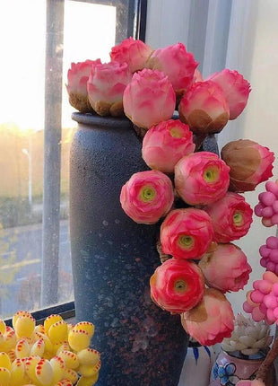 500 Pcs Mountain Rose Succulent Seeds - Vibrant Colors for Your Home Garden