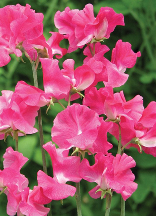 Sweet Pea (Lathyrus Odoratus) Seeds