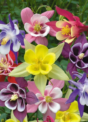 Columbine Seeds - Macana Giant Mix