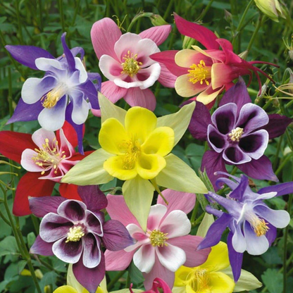 Columbine Seeds - Macana Giant Mix