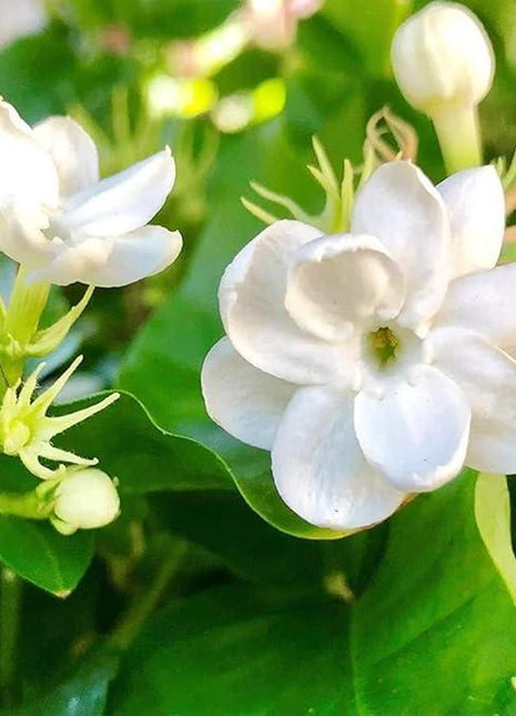 Jasmine Flower Seeds - 100Pcs Aromatic White Blossoms for Indoor Outdoor Use Easy to Grow High Germination Rates Perfect for DIY Gardening and Nature-Inspired Home Decor