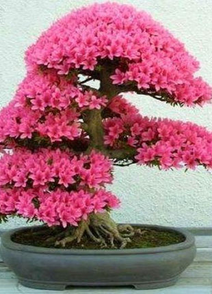 20PCS Cherry Bonsai Bonsai Tree Japanese New Blossoms Sakura seeds Flower Seeds
