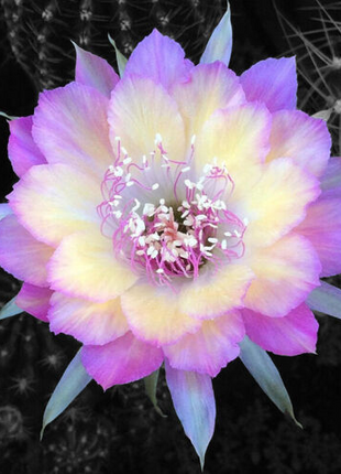 Flowering Echinopsis Cactus Species Mix🌵🌸