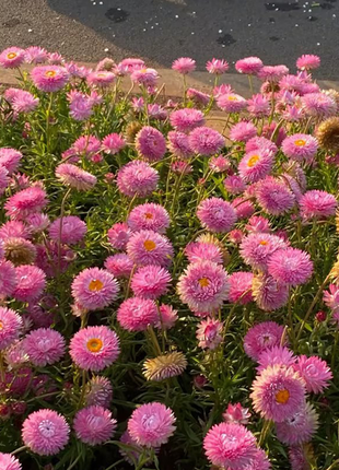 Strawflower Seeds - Swiss Giant Mix