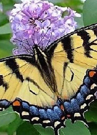 MIXED Colors BUTTERFLY BUSH Buddleia Davidii Flower Shrub Seeds