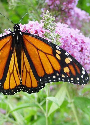 MIXED Colors BUTTERFLY BUSH Buddleia Davidii Flower Shrub Seeds