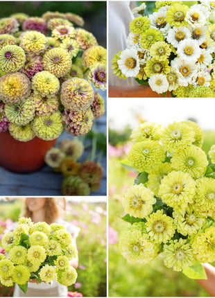 Green with Envy Flower Seed Mix