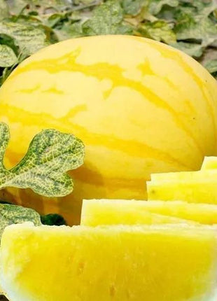Gold In Gold Hybrid Watermelon Seeds
