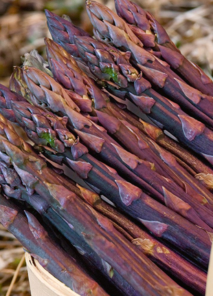 Purple Passion Seeds