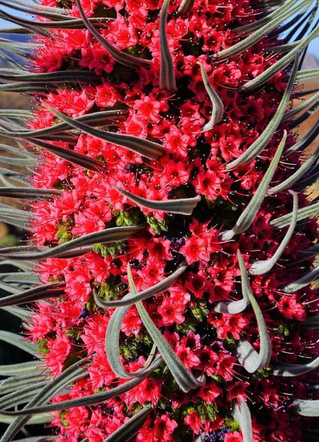 TOWER OF JEWELS Red Bugloss Echium Wildpretii Ruby Hummingbird Flower Seeds *Flat Shipping