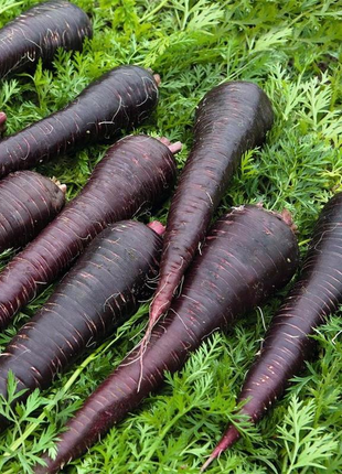 Pusa Asita Black Carrot