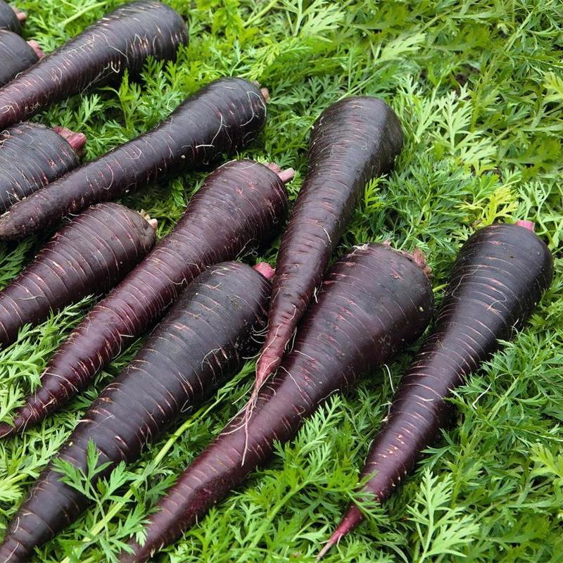 Pusa Asita Black Carrot
