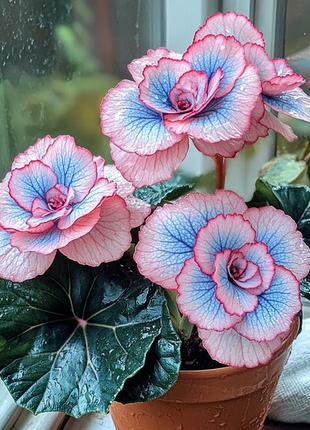Beautiful Begonia Blooms（Pink & Blue）