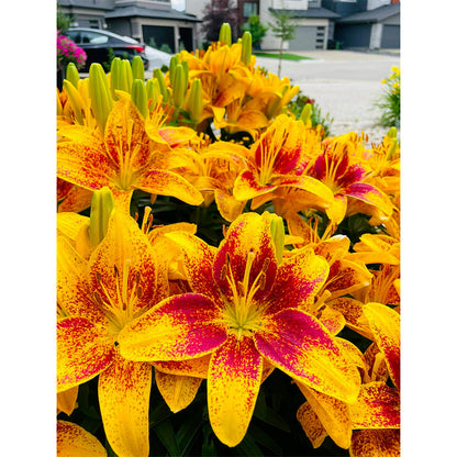 Lily Bulbs