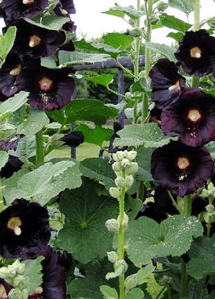 Single Flowered Hollyhock Seeds
