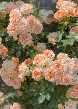 🌹Climbing Rose Seeds - Luck Rises