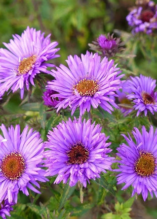 Autumn Magic Pollinator Collection