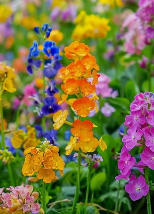 Colorful Rapeseed Flower Seeds