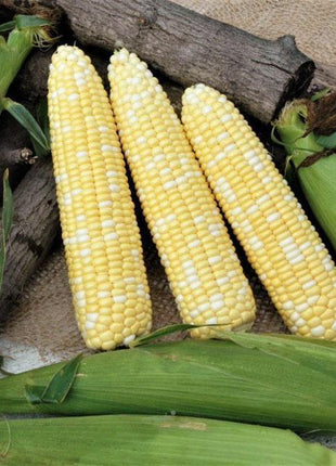 Sweet Corn Nighthawk F1