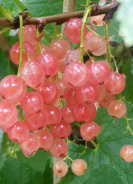 Multicolor Gooseberry Seeds
