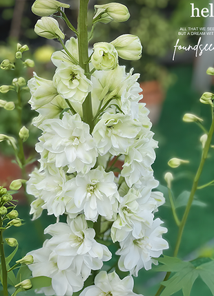 🌼Big Flower Delphinium Seeds