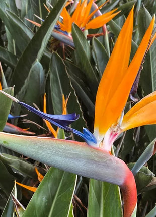 Bird of Paradise: Plant Care & Growing Guide
