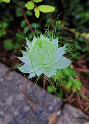 💚Green Nigella