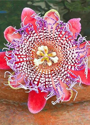Egrow 50Pcs/Pack Passion Flower Seeds Garden Rare Passiflora Incarnata Fruit Plants Seeds