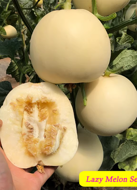 Lazy Melon Seeds