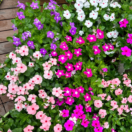🌸Periwinkle—Blooms All Year Round