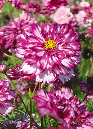 🌸Double Cosmos Seeds-Flower of Happiness