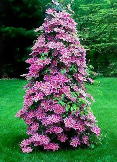 Egrow 50Pcs Clematis Flower Seeds Perennial Vines Climbing Clematis Plant Seed Garden Decoration
