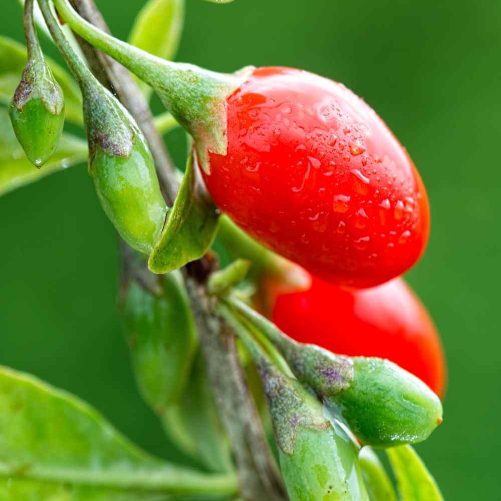 Wolfberry Seeds
