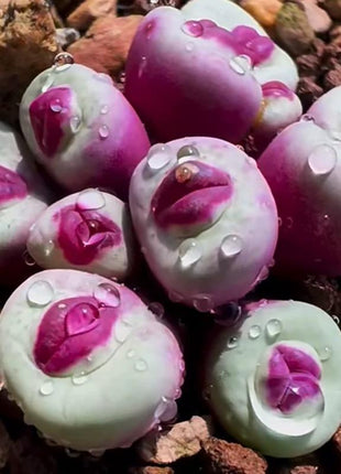 500pcs Red Lip Succulent Seeds – Uncommon Succulent Variety for Collectors & Garden Lovers