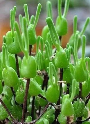 500Pcs Monilaria Obconica Bunny Seeds – Rare, Adorable Succulent for Indoor and Outdoor Gardening, Perfect for Unique Plant Displays