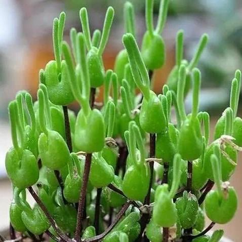500Pcs Monilaria Obconica Bunny Seeds – Rare, Adorable Succulent for Indoor and Outdoor Gardening, Perfect for Unique Plant Displays