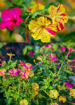 Marvel of Peru Four O' Clock Seeds | Garden Flower Broken Color Changing Transform Pink Rainbow Plant Leaf Seed 2022 Season Fast Shipping