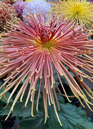 Rare Golden Chrysanthemum Seeds-Longevity Flower💞