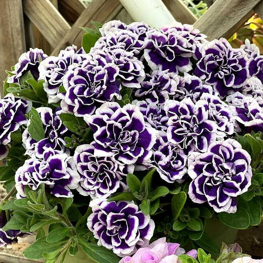 Double Petunia Seeds