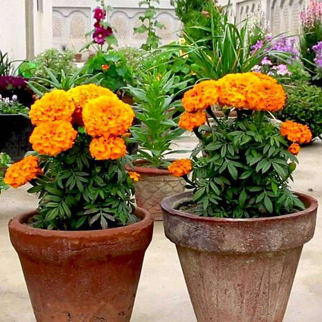 Set of 14 Magical Marigold Flower Seeds