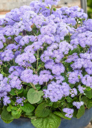 Ageratum Seeds—Heirloom Seed
