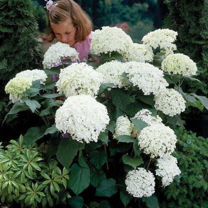 20 pcs/Pack Hydrangea Seed Bonsai Flower Seeds Hydrangea Perennial Garden Home