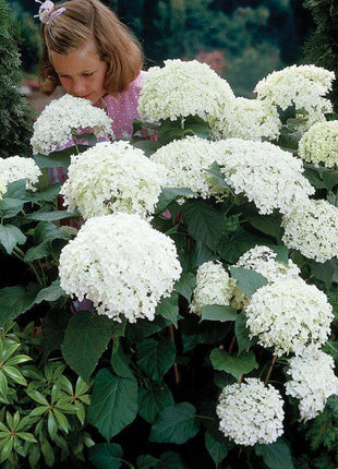 Hydrangea Seed Bonsai Flower Seeds Hydrangea Perennial Garden Home