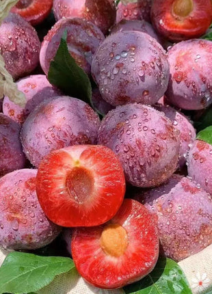 Blood Plum Sanhua Plum Seeds