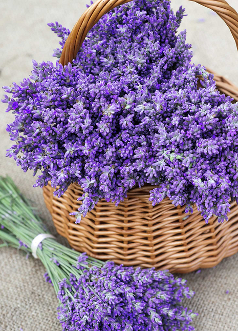 Lavender Seeds - Hidcote