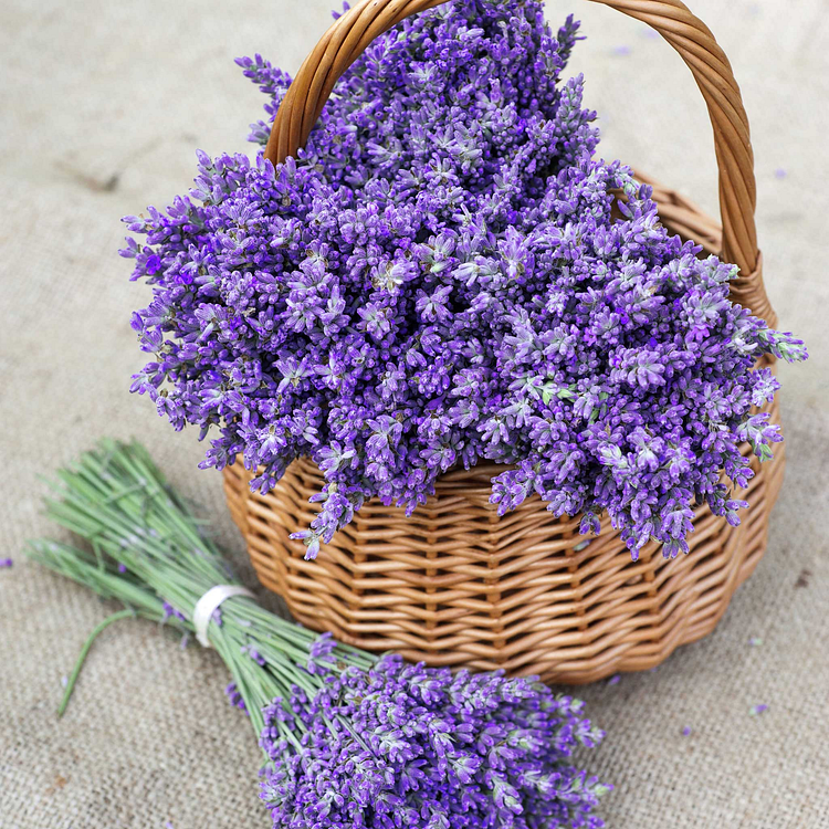Lavender Seeds - Hidcote